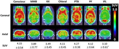 Translation of Preclinical PET Imaging Findings: Challenges and Motion Correction to Overcome the Confounding Effect of Anesthetics